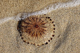 水母,動物,海灘