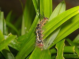 卡特彼勒,羽毛,顏色
