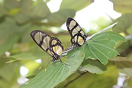 蝴蝶,性質,生育