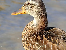 鴨,水禽,鳥