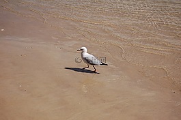 鳥(niǎo),海,海洋