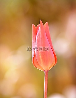 郁金香,花,開花