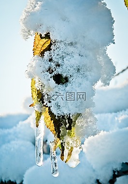 冰柱,雪,葉子