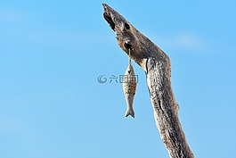 魚,藍色,海