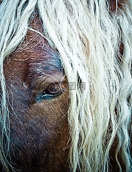 馬,鬃毛,眼