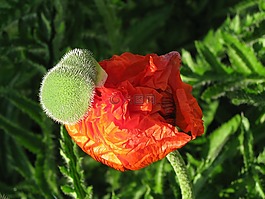 罌粟,開花,花
