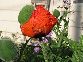 罌粟,開(kāi)花,花