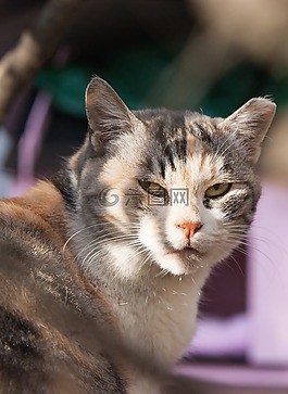 猫,保持猫,动物