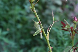 蚱蜢,昆蟲,無脊椎動物
