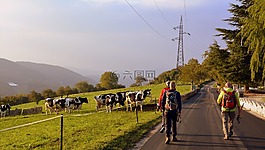 游覽,步行,路