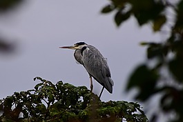 動物,木材,綠色