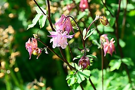 科伦,aquilegia,别墅花园