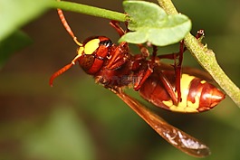 昆蟲,性質(zhì),bespozvonochnoe