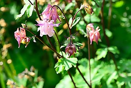 科伦,aquilegia,别墅花园