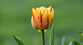 花,郁金香,開花