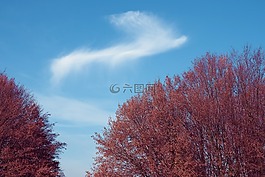 樹木,森林,性質(zhì)