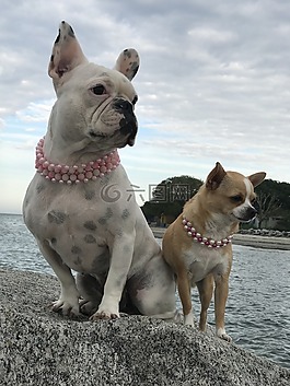 牛頭犬,chihuahua,奈良
