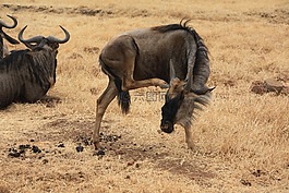 gnu,非洲,野生動(dòng)物園