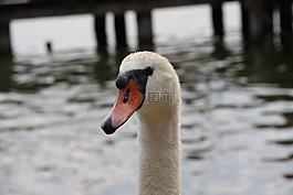 水,鳥(niǎo),動(dòng)物