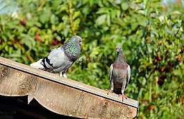 鴿子,鳥,動(dòng)物