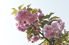 春天,海棠,清明