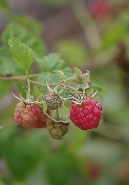 山莓,紅色水果,夏季