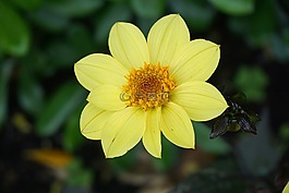 花,植物區(qū)系,黃色的花