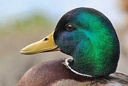 鴨,動物,鳥
