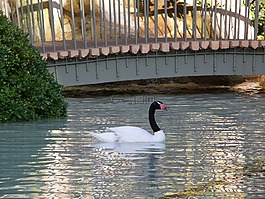 鳥,天鵝,水