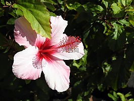 芙蓉,开花,锦葵