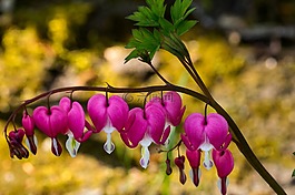 流血的心,開花,花