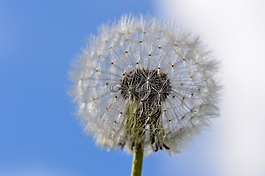 蒲公英,廠,太陽