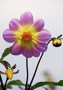 大麗花,花,花園