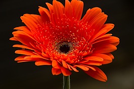 花卉,性質,鮮花