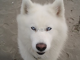 動物,狗,寵物