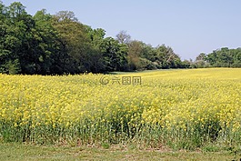油菜籽,油菜,農(nóng)業(yè)植物