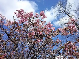 櫻花,天空藍,春天