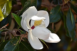 白,花,鮮花
