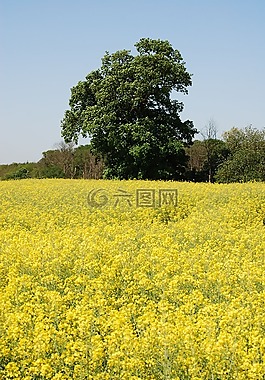 油菜籽,油菜,農(nóng)業(yè)植物