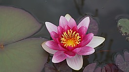 睡蓮,盛開,水生植物