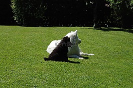 動物,狗,白