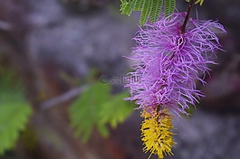 花,爱,粉红色