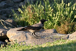 鳥(niǎo),烏鴉,綠色