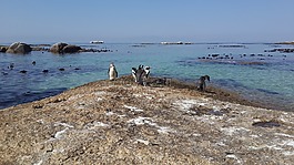 企鵝,海灘,熱帶