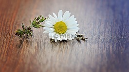 雛菊,花,開花