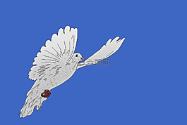 鳥,鴿子,天空