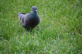 鴿子,性質(zhì),鳥