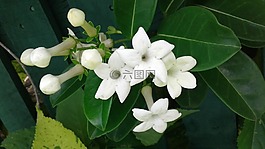 大自然,花,植物