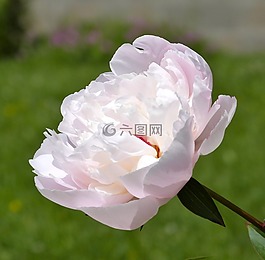 牡丹,花,開(kāi)花
