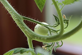 番茄,蕃茄,廠